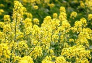 پرداخت مطالبات کلزاکاران خراسان شمالی