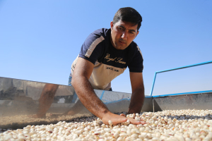 گزارش تصویری برداشت و فرآوری پسته