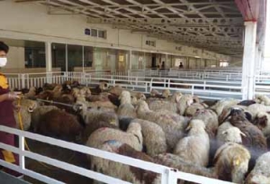 میدان عرضه دام تا یکسال آینده به بهره برداری برسد