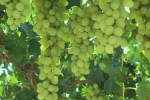 کاهش برداشت انگور در خراسان شمالی به دلیل سرما و خشکسالی
