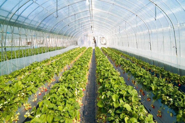 ۳۲ گلخانه راکد خراسان شمالی در مسیر احیا