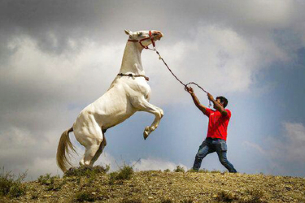 تسهیلات سه هزار میلیاردی در حوزه اسب در انتظار جذب سرمایه گذار