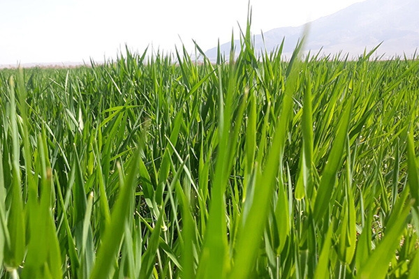 بارش&zwnj;های اخیر در خراسان شمالی و خطر علف هرز