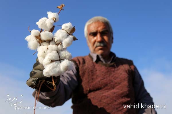 گزارش تصویری از برداشت پنبه در خراسان شمالی