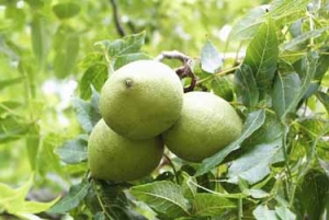 پیش بینی تولید افزون بر  4 هزار تُن گردو در خراسان شمالی