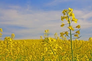 کاهش ۴۰درصدی تولید دانه روغنی کلزا در خراسان&zwnj;شمالی پیش&zwnj; بینی شد