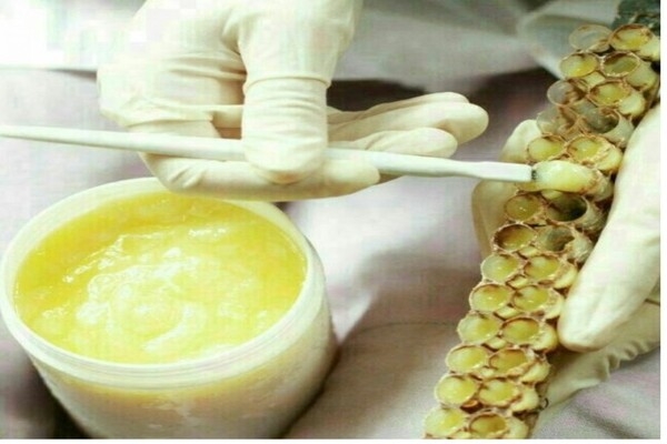 افزایش 6 برابری تولید ژل رویال در مانه و سملقان