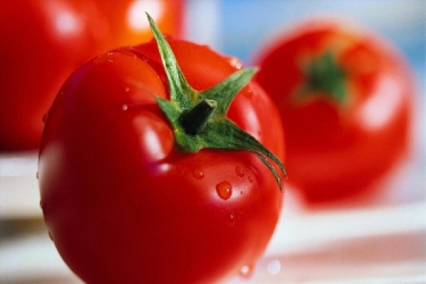 مبارزه بیولوژیک درهزارهکتاراز مزارع گوجه&zwnj;فرنگی خراسان شمالی