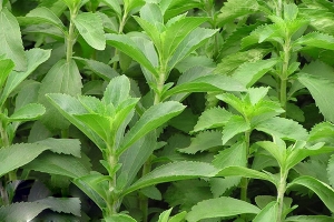 ممنوعیت برداشت هر نوع گیاه خوراکی و دارویی در خراسان شمالی