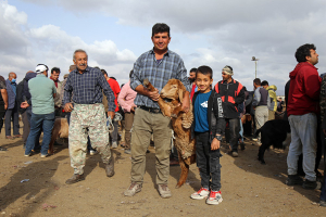 رونق بازار دام بجنورد در آستانه &laquo;عید قربان&raquo;
