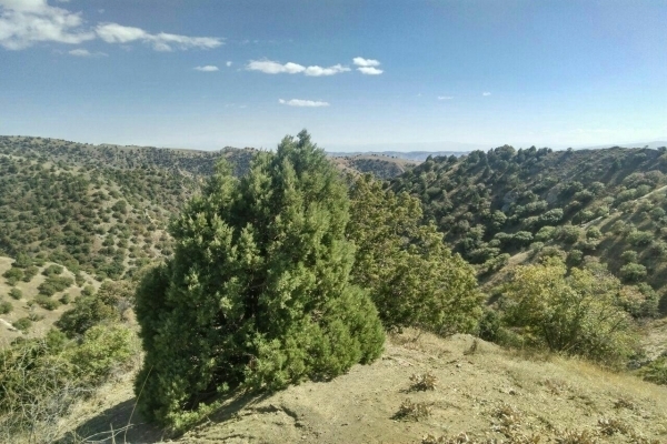 فرهنگ درختکاری در جامعه نهادینه شود