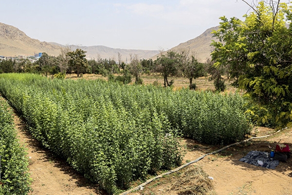 کاشت ۳۵۰هزاراصله نهال در خراسان شمالی
