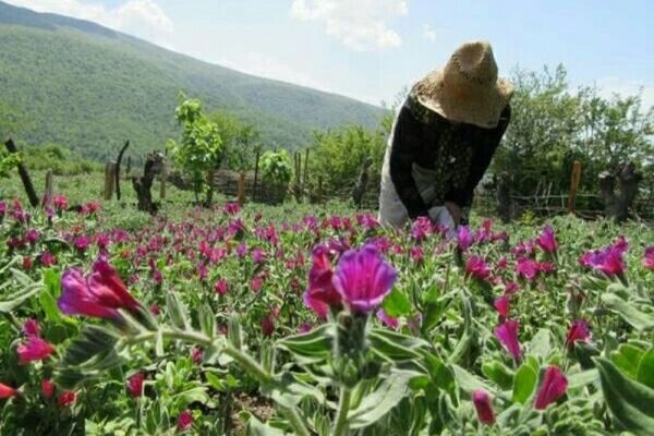 تعهد کشت ۲ هزار و ۵۰۰ هکتار گیاهان دارویی
