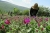 تعهد کشت ۲ هزار و ۵۰۰ هکتار گیاهان دارویی