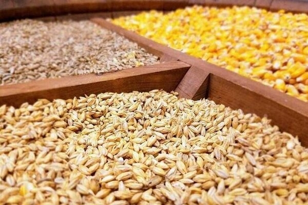 کشف 10 تن نهاد دامی قاچاق