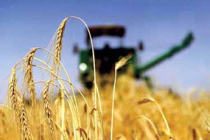 کاهش برداشت گندم در خراسان&zwnj;شمالی