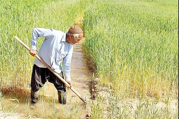 تداوم پایش مزارع در شرایط دورکاری