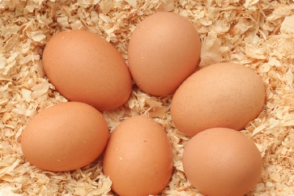 تولید 1500 تن تخم مرغ در خراسان شمالی