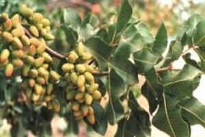 آغاز برداشت پسته در خراسان شمالی