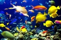 6 واحد تولیدی ماهیان زینتی در خراسان شمالی فعال است