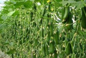 بزرگ ترین مجتع گلخانه ای شیروان سه هزار اشتغال ایجاد خواهد کرد.