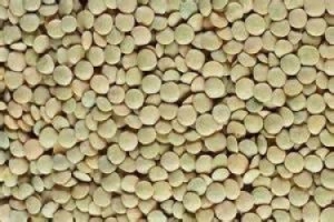 تولید بیش ازیازده هزارتُن حبوبات در خراسان شمالی