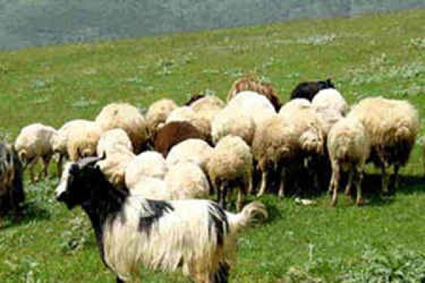 نسخه&zwnj;ای برای تقویت دامداری روستایی