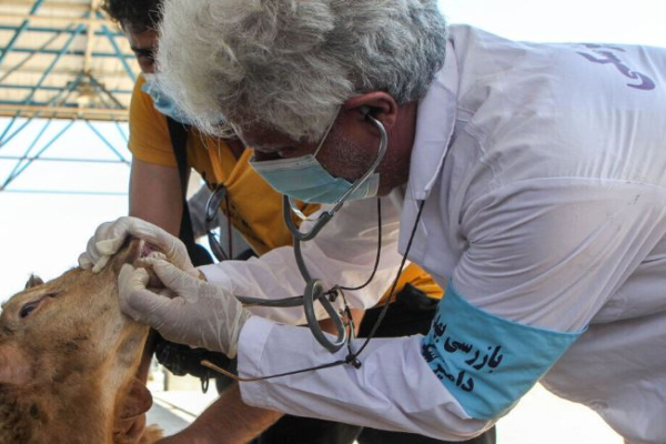 ۶۰ گروه دامپزشکی بر ذبح دام در روز عید قربان نظارت می کنند