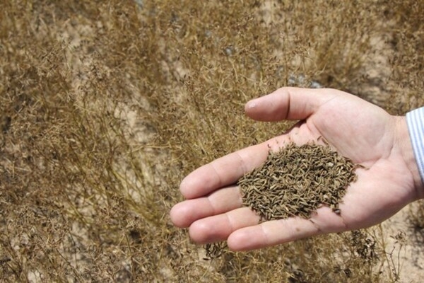 برداشت ۵۴ تن زیره سبز از مزارع جاجرم پیش&zwnj;بینی شد